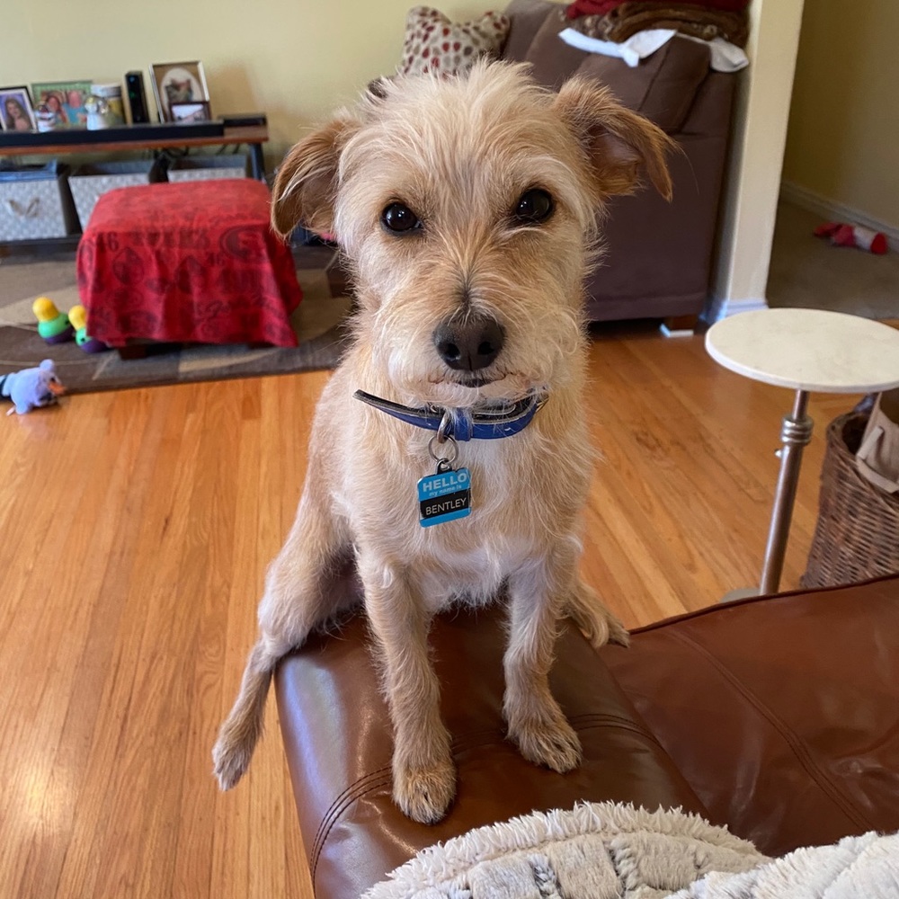 Meet your Posher, Cary